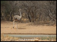 Ostrich at Bollonoto
