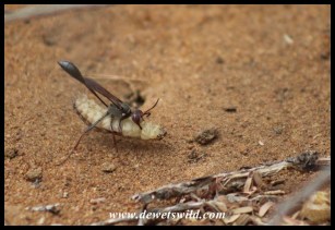 Thread-waisted Wasp and caterpillar prey at Marakele