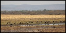 Large congregation of Spur-winged Geese at Vogelfontein
