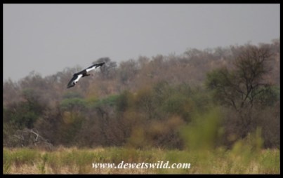 Spur-winged Goose coming in to land
