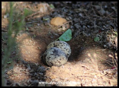 Spotted Thick-knee eggs