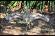 Spotted Thick-knee protecting nest