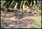 Spotted Thick-knee with eggs