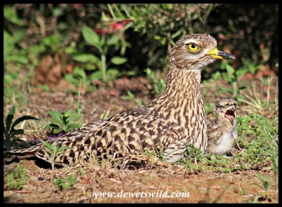 Spotted Thick-knee with 3-day old chick