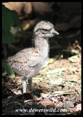 Three-day old Spotted Thick-knee chick