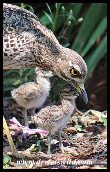 Spotted Thick-knee with 3-day old chicks