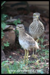 Three week old Spotted Thick-knee chick