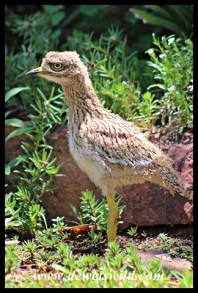 Three week old Spotted Thick-knee chick