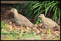 Spotted Thick-knee with month-old chick