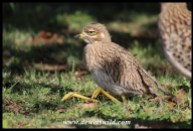 Month-old Spotted Thick-knee chick