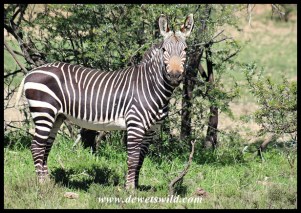 The Star Attraction at Mountain Zebra National Park