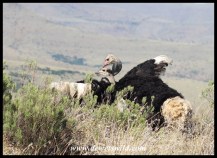 Ostriches mating at Mountain Zebra National Park