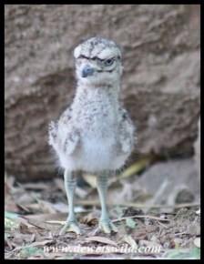 Two-day old Spotted Thick-knee chick