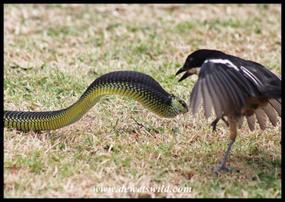 Deadly battle between a Southern Boubou and a Boomslang