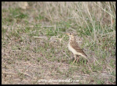 African Pipit