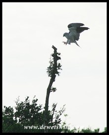 Black-shouldered Kite (photo by Joubert)