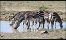 Mountain Zebras drinking