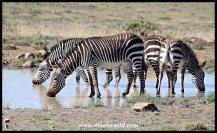 Mountain Zebras drinking