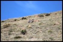 Cape Mountain Zebra showing how they got their name