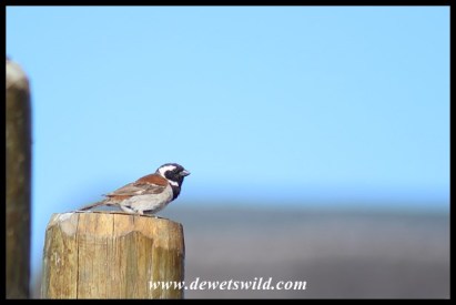 Cape Sparrow male