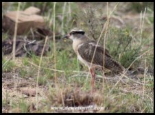 Crowned Lapwing (immature)