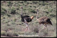 Common Ostrich Pair