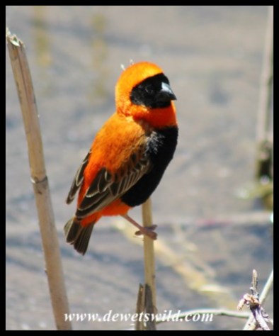Red Bishop at the Birdhide in the camp at Karoo National Park