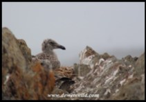 Kelp Gull chick on nest