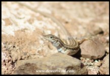 Namaqua Sand Lizard