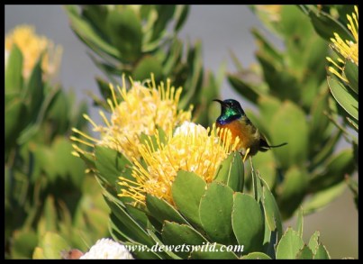 Orange-breasted Sunbird on a Pincushion flower