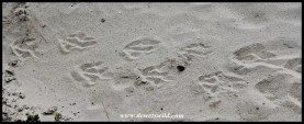 African Penguin tracks