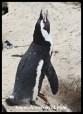 African Penguin calling