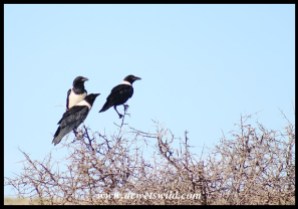 Pied Crows