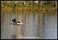 White-breasted Cormorant in flight