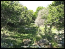 Scenery at Mountain Zebra National Park