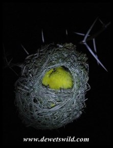 Southern Masked Weaver inside nest