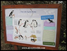 Penguin Information