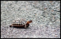 Angulate Tortoise hatchling