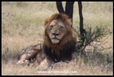 Lion near Skukuza
