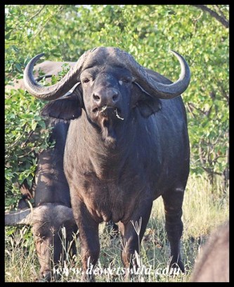Buffalo near Mopani