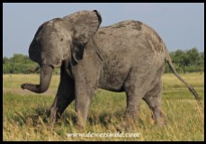 Elephant near Mopani