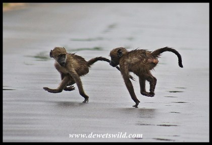Baboon youngsters at speed!
