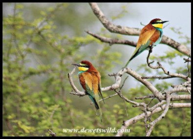 European Bee-eaters