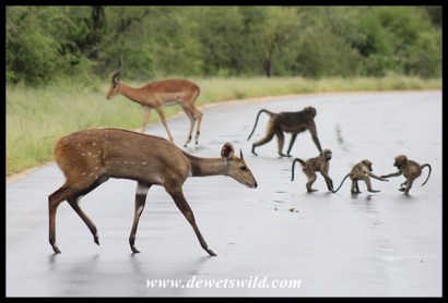 Bushbuck mingling with baboons and impala along the Sand River