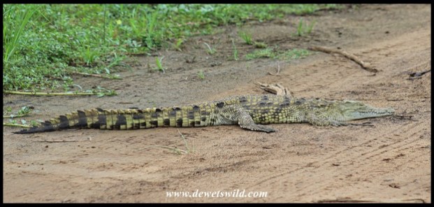 Nile crocodile at Sunset Dam