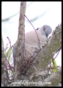 African Mourning Dove on a nest at Satara