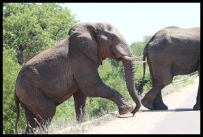 Elephants on the way to Phalaborwa Gate