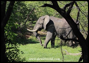 Elephant bull enjoying a puddle near Mopani
