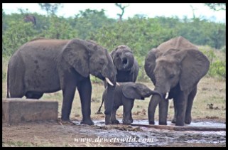 Young elephant interactions