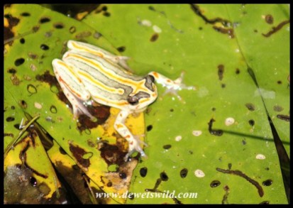 Painted Reed Frog in Skukuza